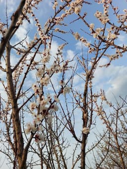 А сегодня уже вот так.
Весна - это какое-то волшебство 🌸 image preview