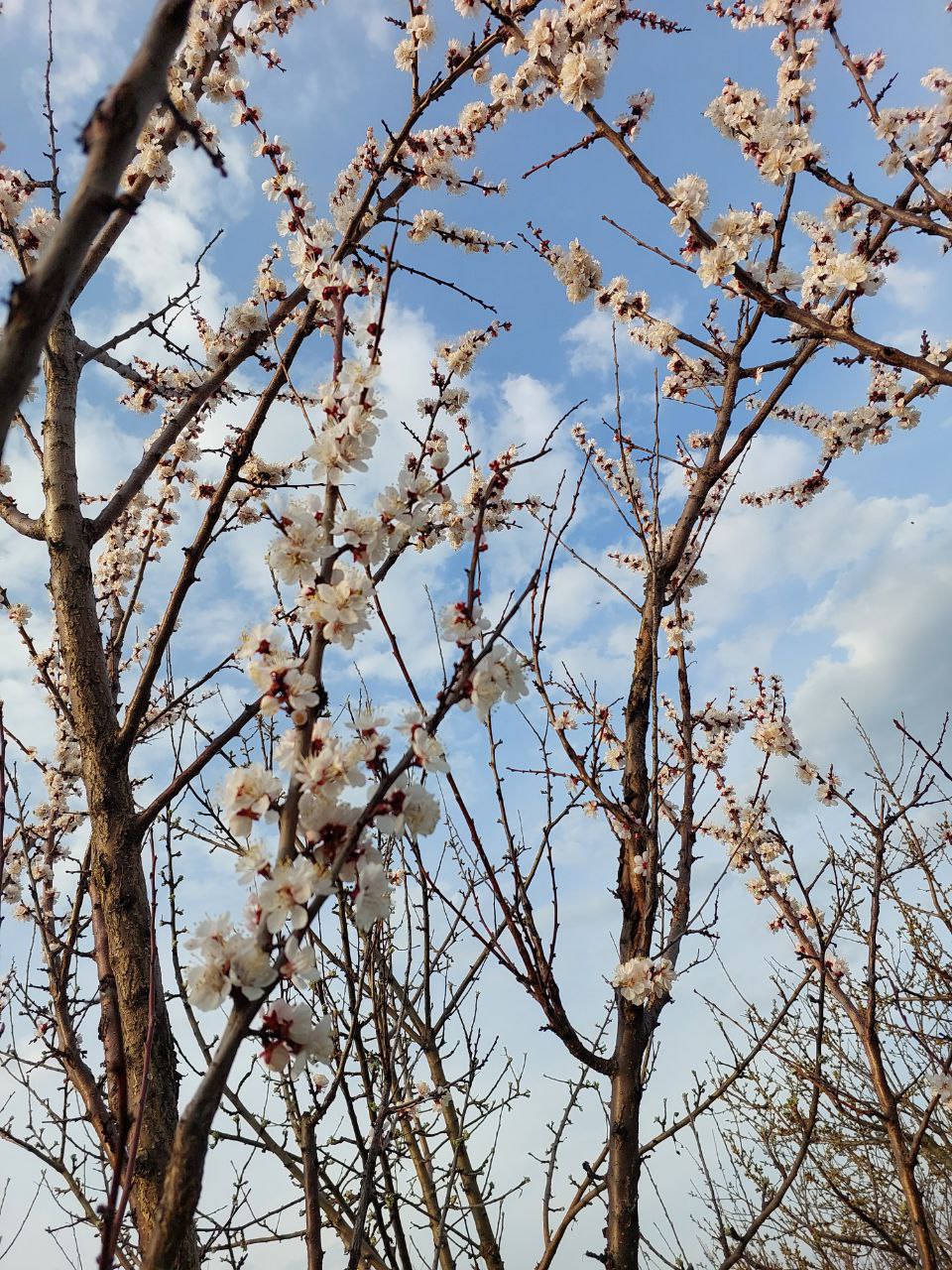 Весна: волшебство и изменения image preview